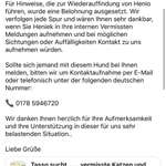 Suchmeldung-Henio - italienischer Windspiel-Bild