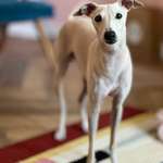 Suchmeldung-Henio - italienischer Windspiel-Bild