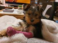 Beinbruch beim Welpen-Beitrag-Bild