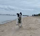 Hundeauslaufgebiet-Hundestrand Krautsand-Bild