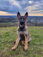 Hundeauslaufgebiet-Halde Großes Holz-Bild