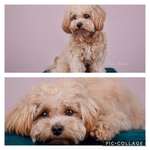 Maltipoo Freunde-Beitrag-Bild