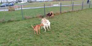 Hundeauslaufgebiet-Wesseling Am Eichholz-Bild