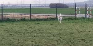 Hundeauslaufgebiet-Wesseling Am Eichholz-Bild