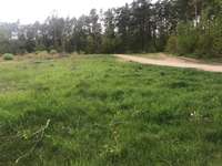 Hundeauslaufgebiet-Wiese & Wald Behringersdorfer Forst-Bild