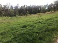 Hundeauslaufgebiet-Wiese & Wald Behringersdorfer Forst-Bild