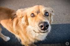 Leinenaggression-Beitrag-Bild