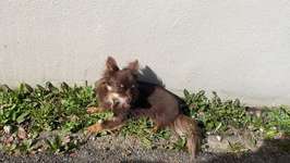 Suchmeldung-Peaches-Bild