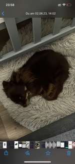 Suchmeldung-Peaches-Bild