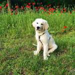 Ersteller:in Lea Profilbild