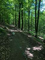 Hundeauslaufgebiet-Waldweg zur Königsmühle-Bild