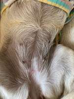 Roter Pickel/Punkt am Bauch vom Hund-Beitrag-Bild