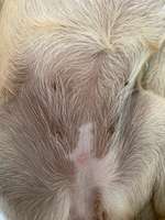 Roter Pickel/Punkt am Bauch vom Hund-Beitrag-Bild