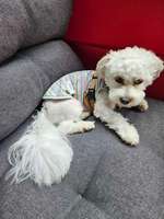 HILFE, ich habe meinen Hund zu kurz geschoren-Beitrag-Bild