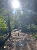 Hundeauslaufgebiet-Sandersfeld-Bild