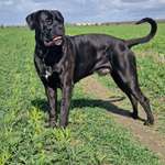 Wo sind die ganzen Molosser? Zeigt doch mal Eure Molosser-Beitrag-Bild