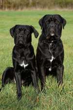 Wo sind die ganzen Molosser? Zeigt doch mal Eure Molosser-Beitrag-Bild