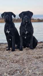 Wo sind die ganzen Molosser? Zeigt doch mal Eure Molosser-Beitrag-Bild