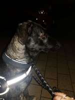 BARDINO LOVE-Beitrag-Bild