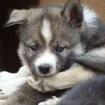 Ersteller:in Nicole Profilbild