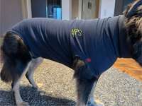 OP an drei Stellen, Hals, Rücken und Vorderbein -Body-Beitrag-Bild