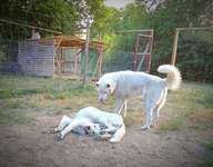 lustige Hunde Fotos-Beitrag-Bild