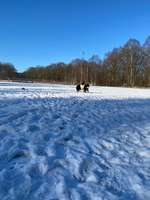 Hundeauslaufgebiet-Stadtwald-Bild