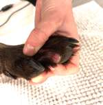 wunde Pfote-Beitrag-Bild