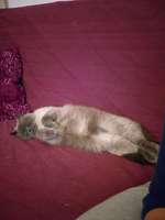 Hundegeschwister der anderen Art-Beitrag-Bild