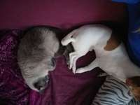 Hundegeschwister der anderen Art-Beitrag-Bild