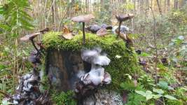 Hundeauslaufgebiet-Aubinger Lohe-Bild