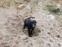 Hundeauslaufgebiet-Buntekuh Wiesental-Bild