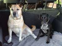 Hundebetreuung-Beitrag-Bild