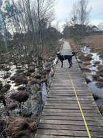 Hundeauslaufgebiet-Pietzmoor Wanderweg in der Lüneburger  Heide-Bild