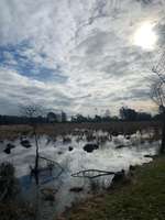 Hundeauslaufgebiet-Pietzmoor Wanderweg in der Lüneburger  Heide-Bild