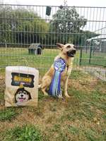 Startplatz/ Rally Obedience Turnier/Prüfung-Beitrag-Bild