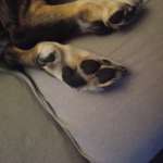 Krallenschere /-zange-Beitrag-Bild