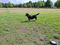 Hundeauslaufgebiet-Brunsbüttel-Bild