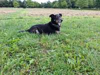 Hundeauslaufgebiet-Brunsbüttel-Bild