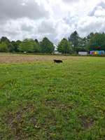 Hundeauslaufgebiet-Brunsbüttel-Bild