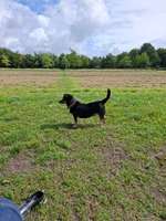 Hundeauslaufgebiet-Brunsbüttel-Bild