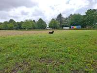 Hundeauslaufgebiet-Brunsbüttel-Bild