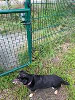 Hundeauslaufgebiet-Brunsbüttel-Bild