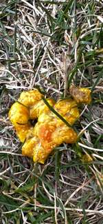 Kot meines Hundes-Beitrag-Bild