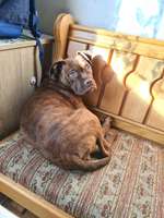 Stubenrein-Beitrag-Bild