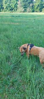 Hundeauslaufgebiet-Ripshorster Hundewiese-Bild