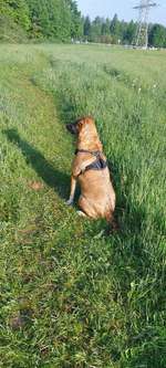 Hundeauslaufgebiet-Ripshorster Hundewiese-Bild