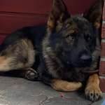 Suchmeldung-Xemmy-Bild