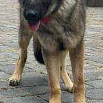 Suchmeldung-Pina-Bild