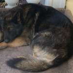 Suchmeldung-Xemmy-Bild